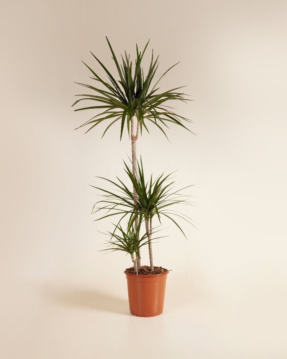 Dracaena Dragon Tree Marginata