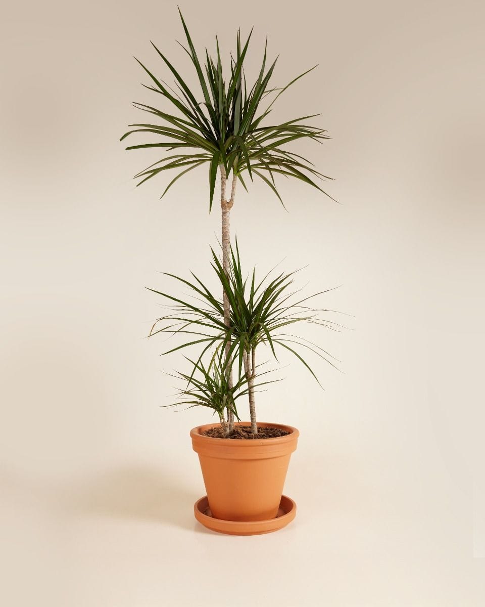 Dracaena Dragon Tree Marginata