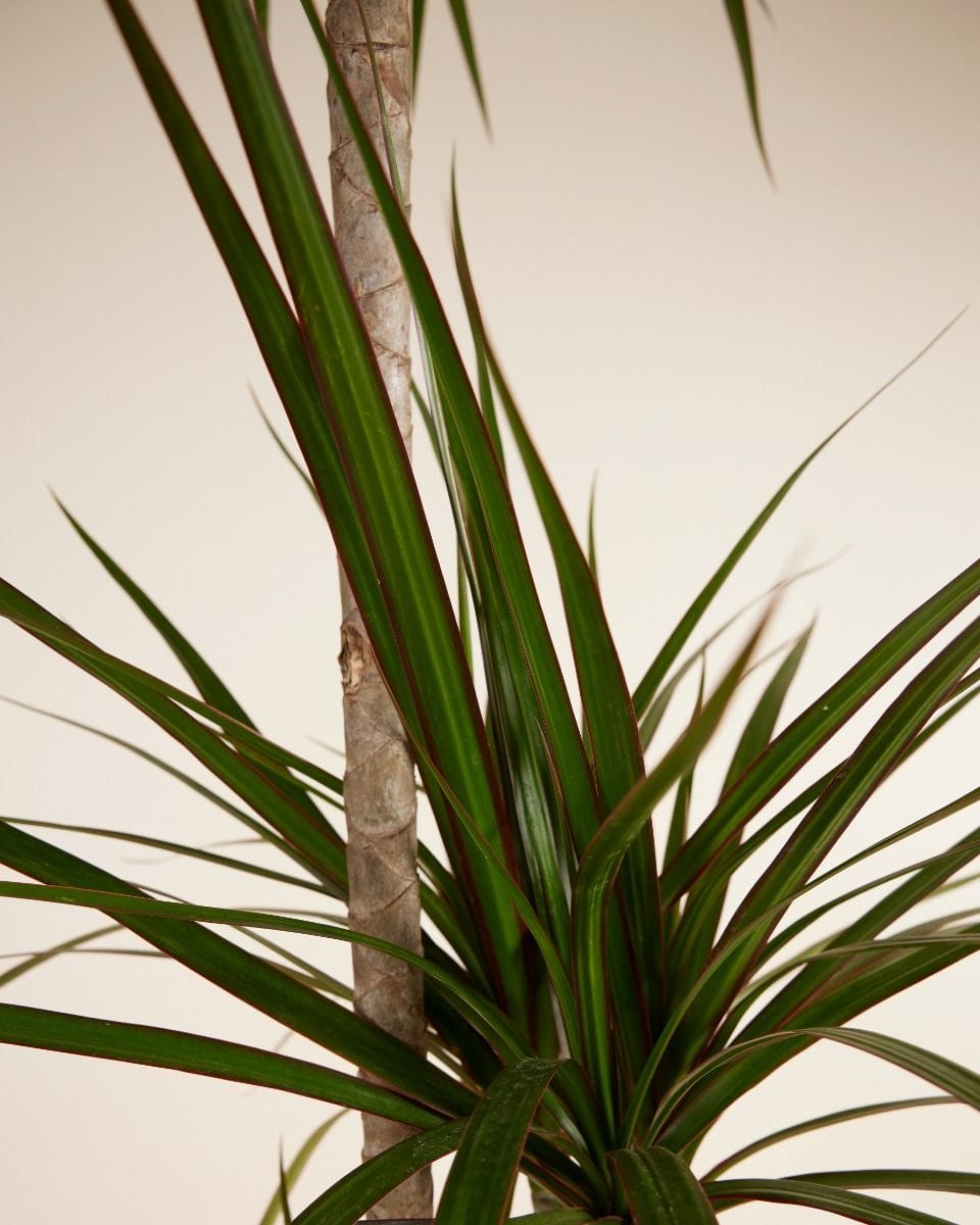 Dracaena Dragon Tree Marginata