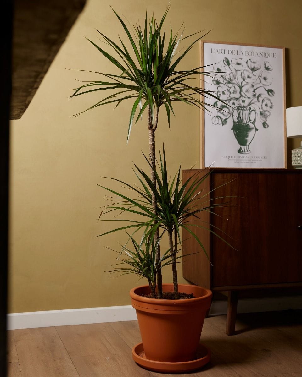 Dracaena Dragon Tree Marginata