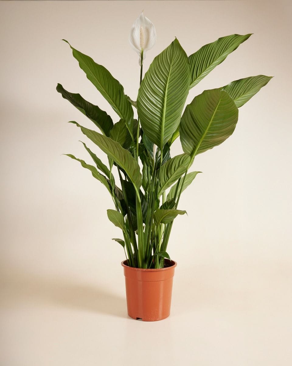 Spathiphyllum Sweet Sebastiano