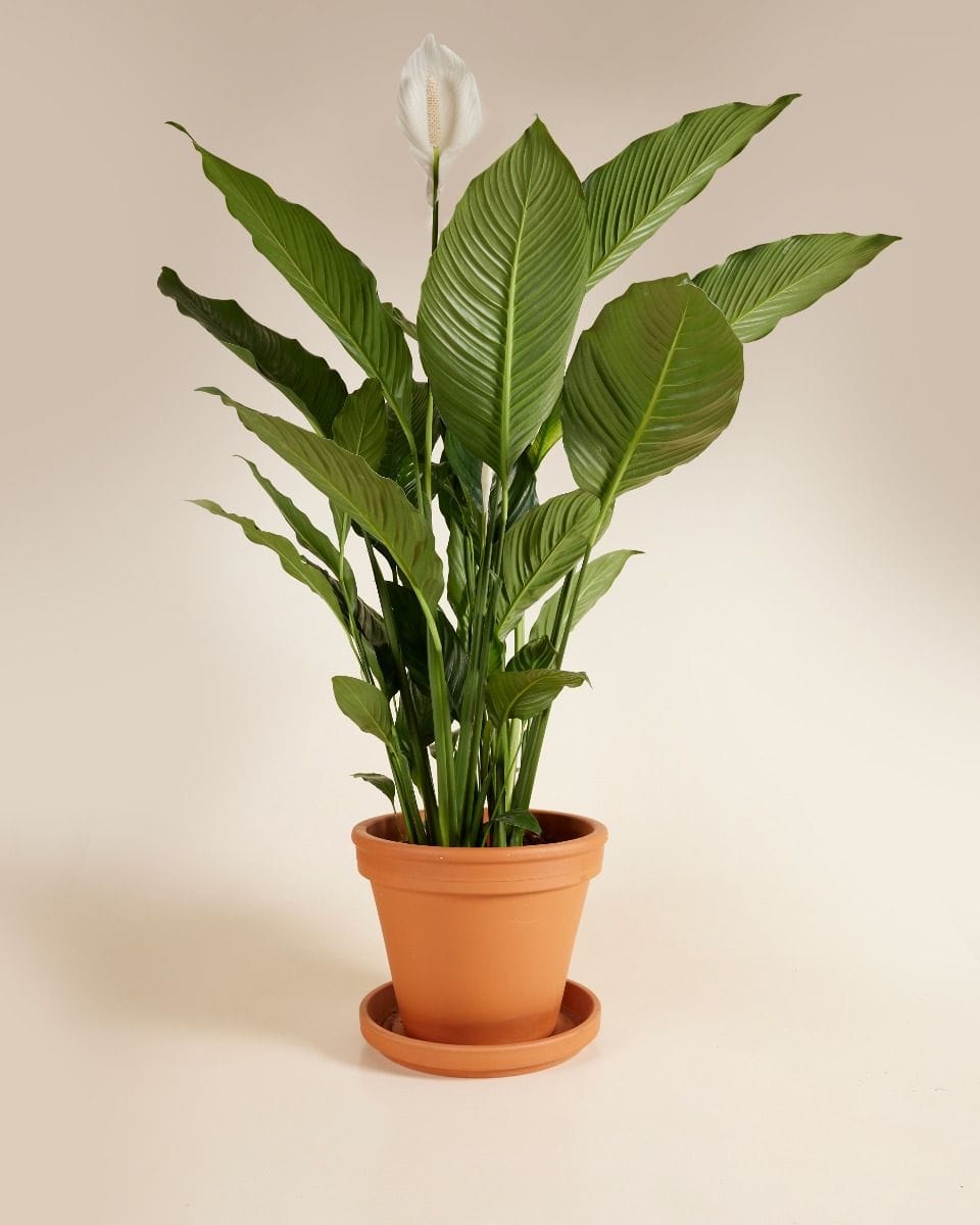 Spathiphyllum Sweet Sebastiano