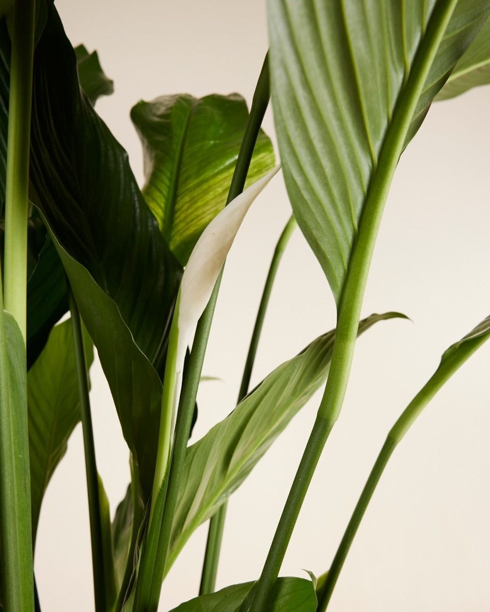 Spathiphyllum Sweet Sebastiano