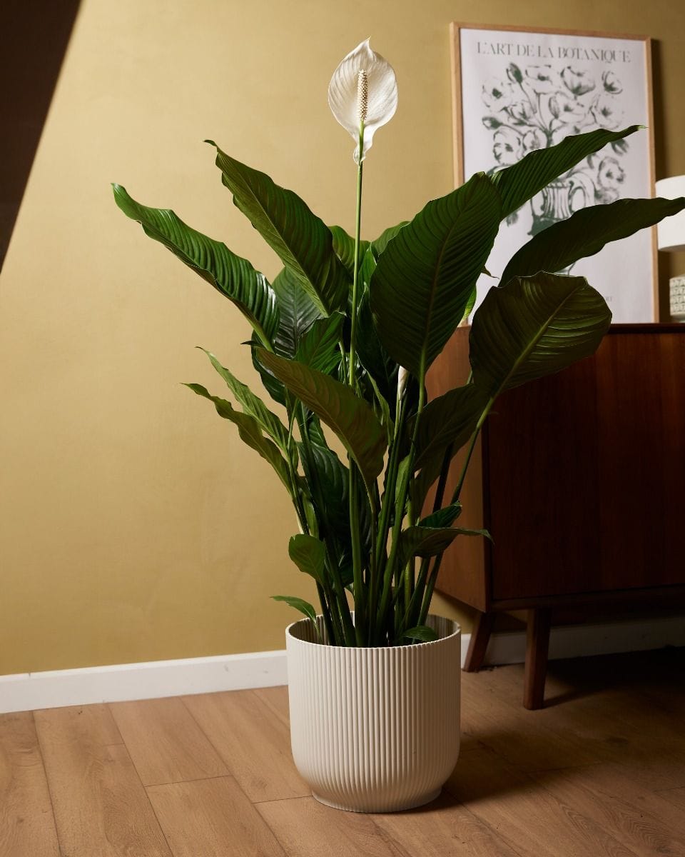 Spathiphyllum Sweet Sebastiano