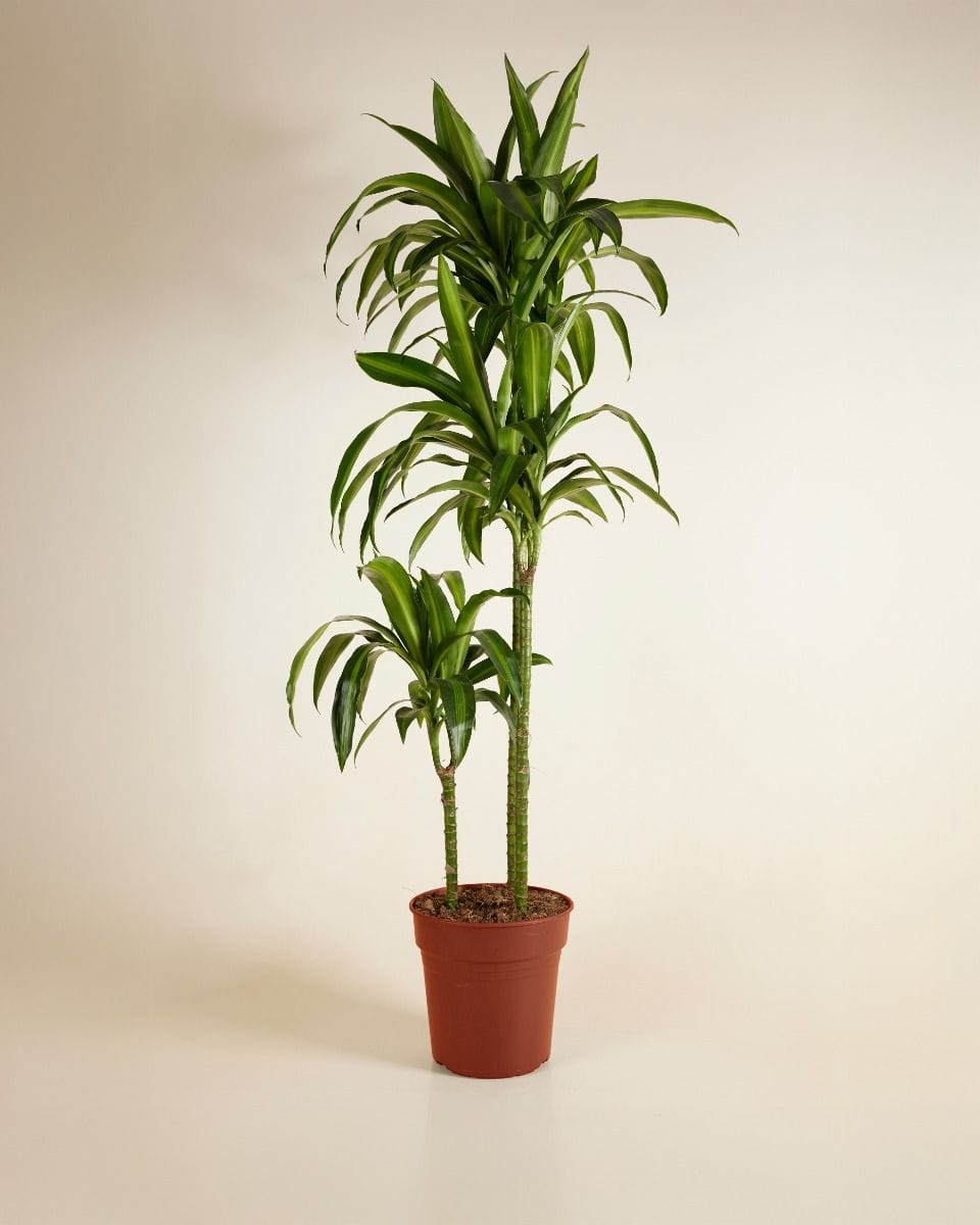 Dracaena Dragon Tree Hawaiian Sunshine