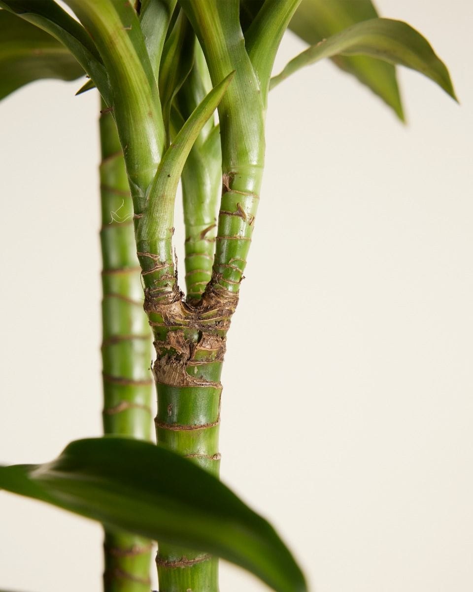 Dracaena Dragon Tree Hawaiian Sunshine