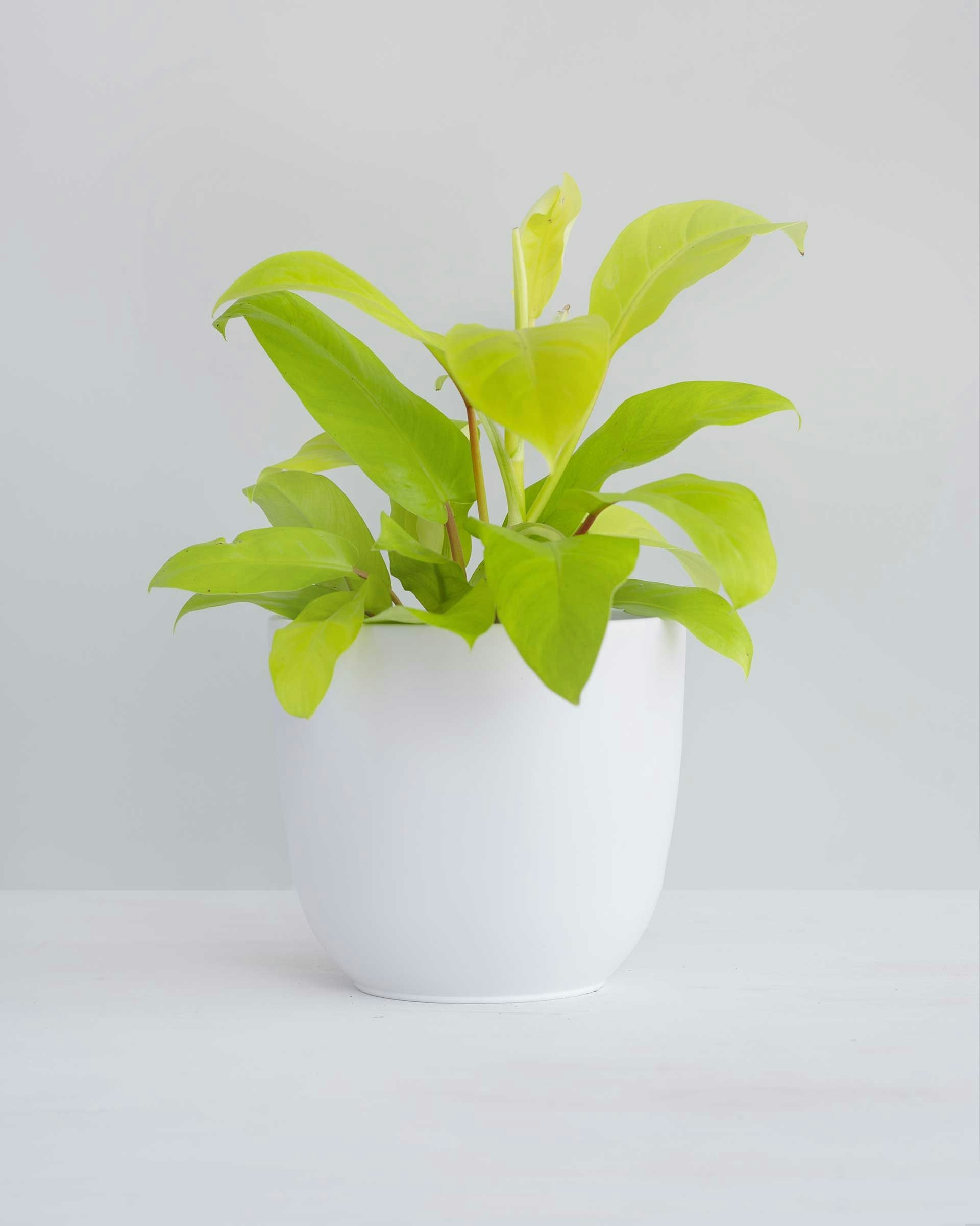 Malay Gold Philodendron
