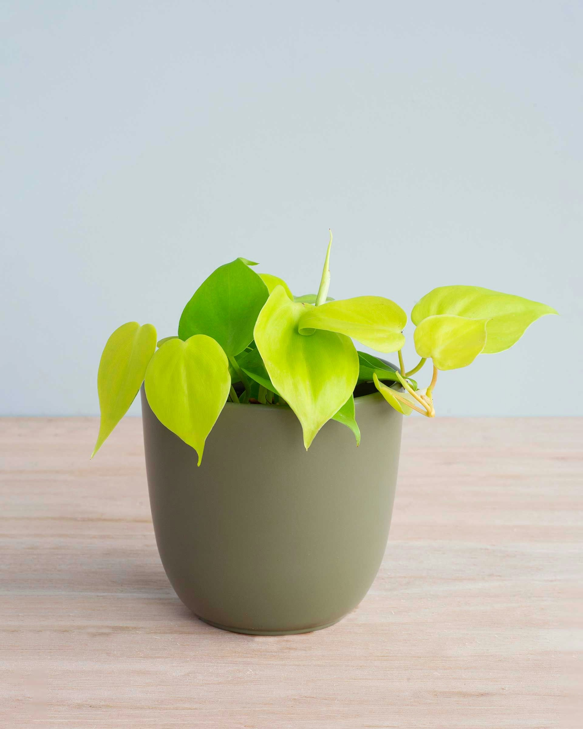Micans Lime Philodendron