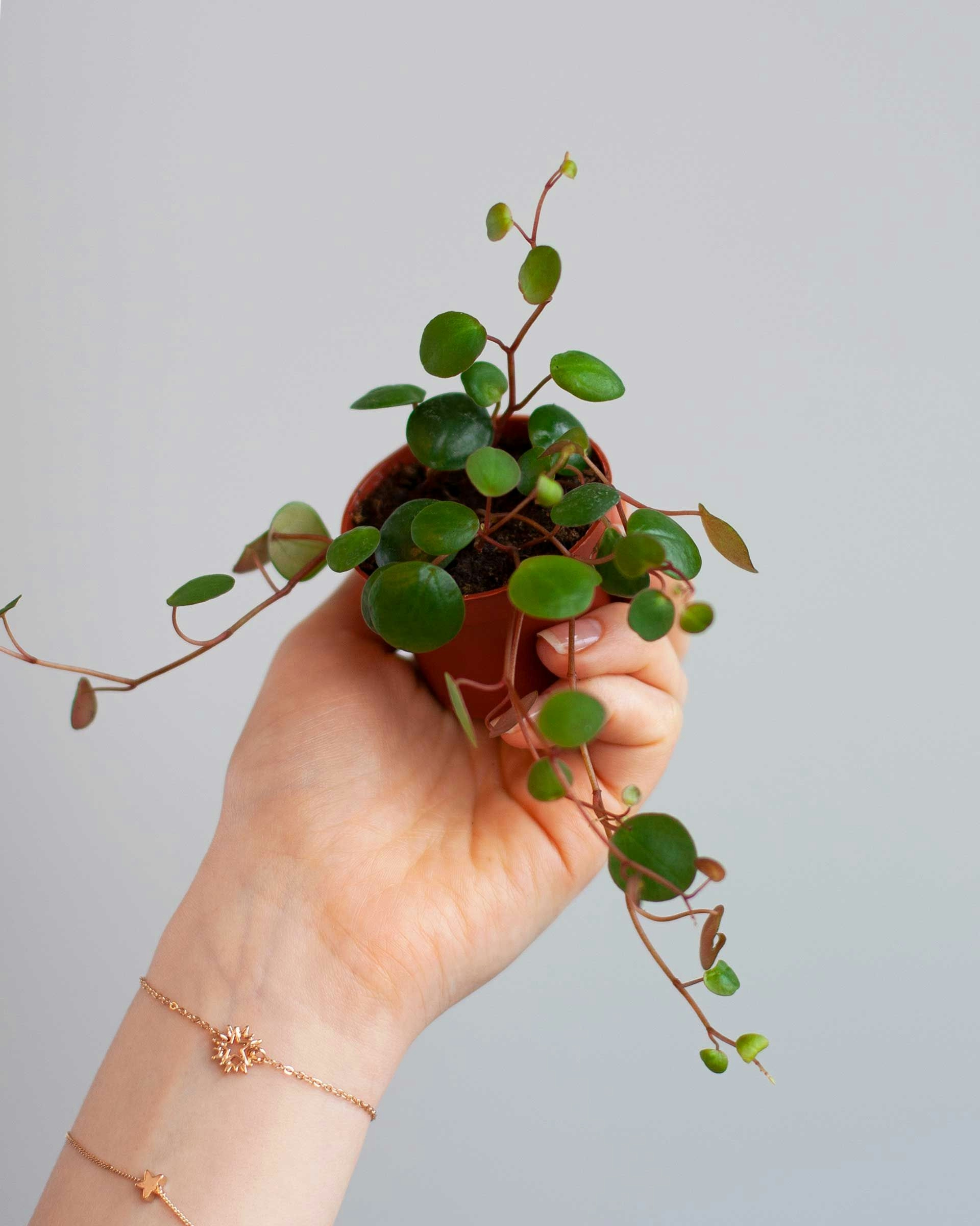 Peperomia Pepperspot 