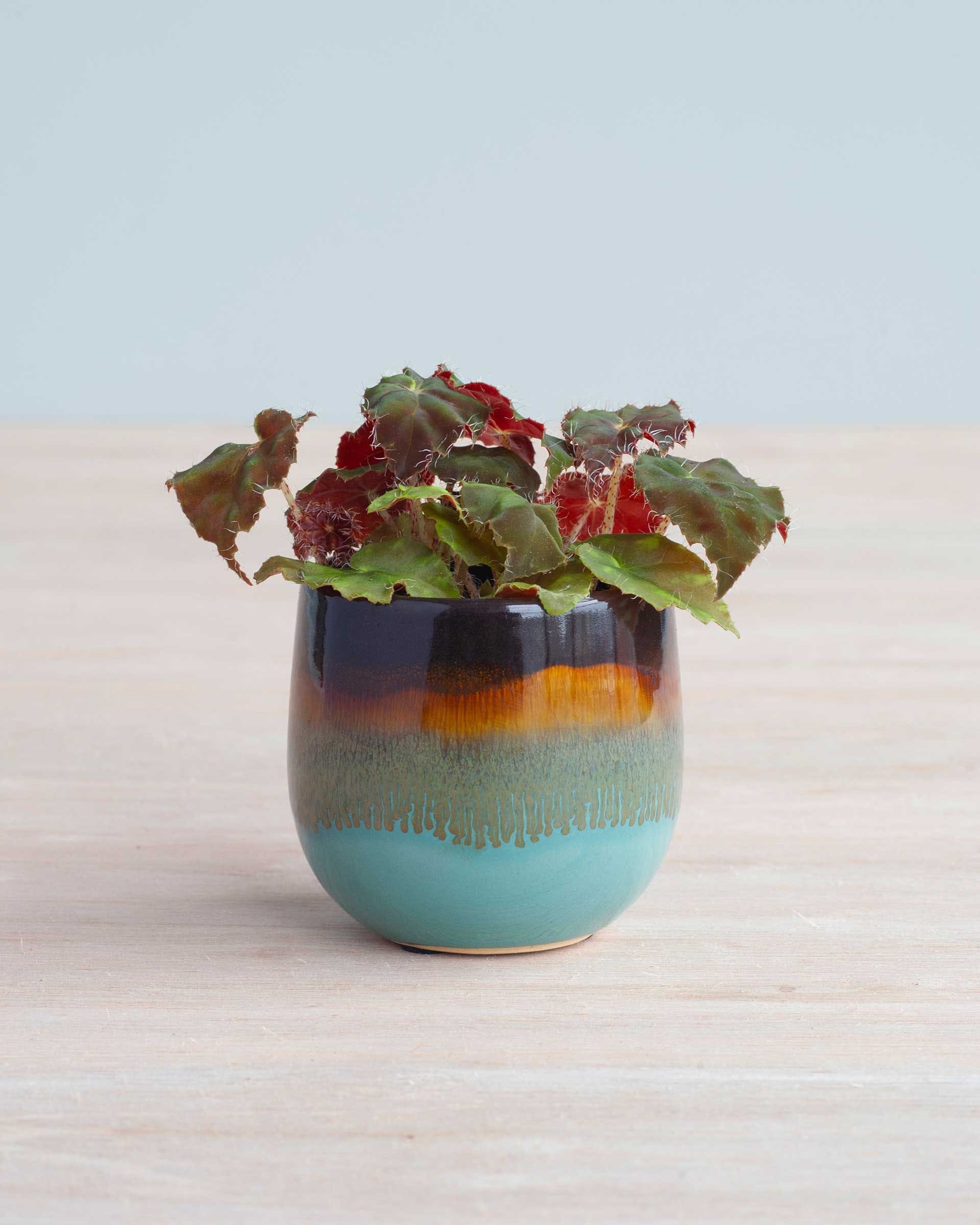 Bebé Begonia Polka Dot Rex Boweri
