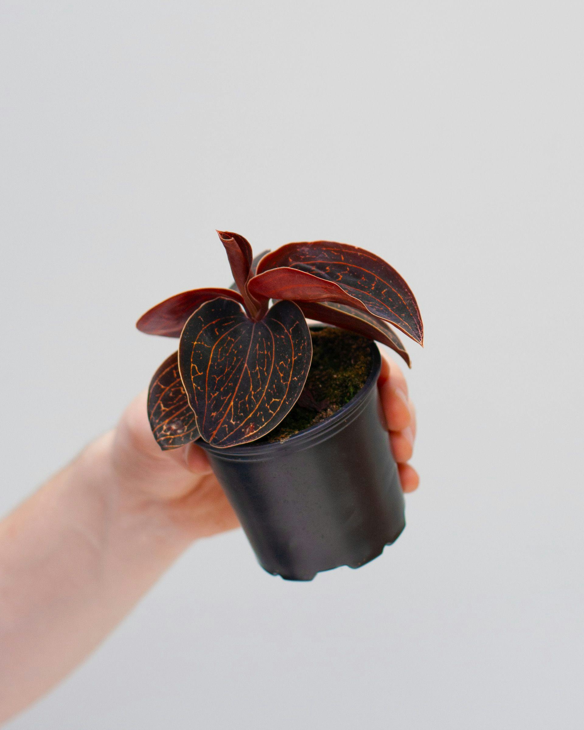 Jewel Orchid Anoectochilus Chapaensis