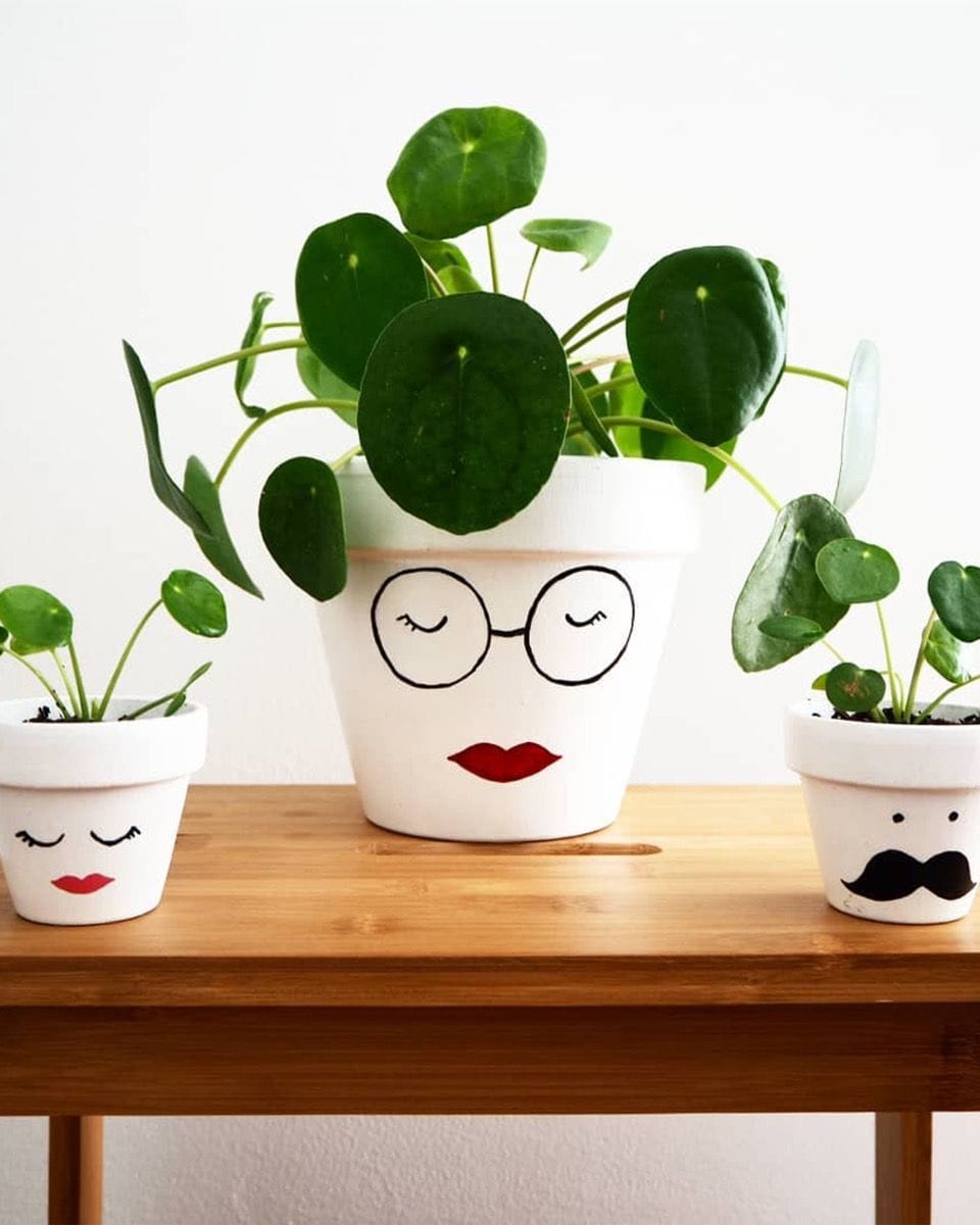 Bebé Pilea Peperomioides Pancake plant Chinese Money Plant