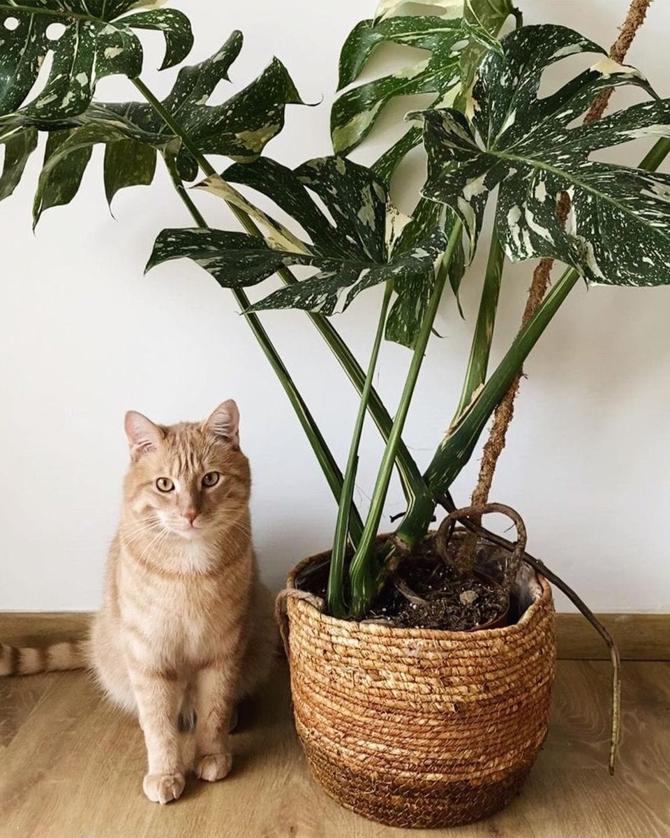 Monstera Thai Constellation