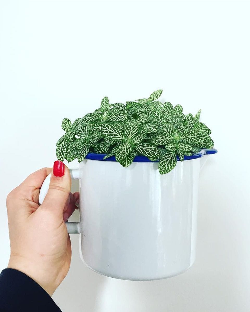 Bebé Fittonia Nerve plant Verschaffeltii