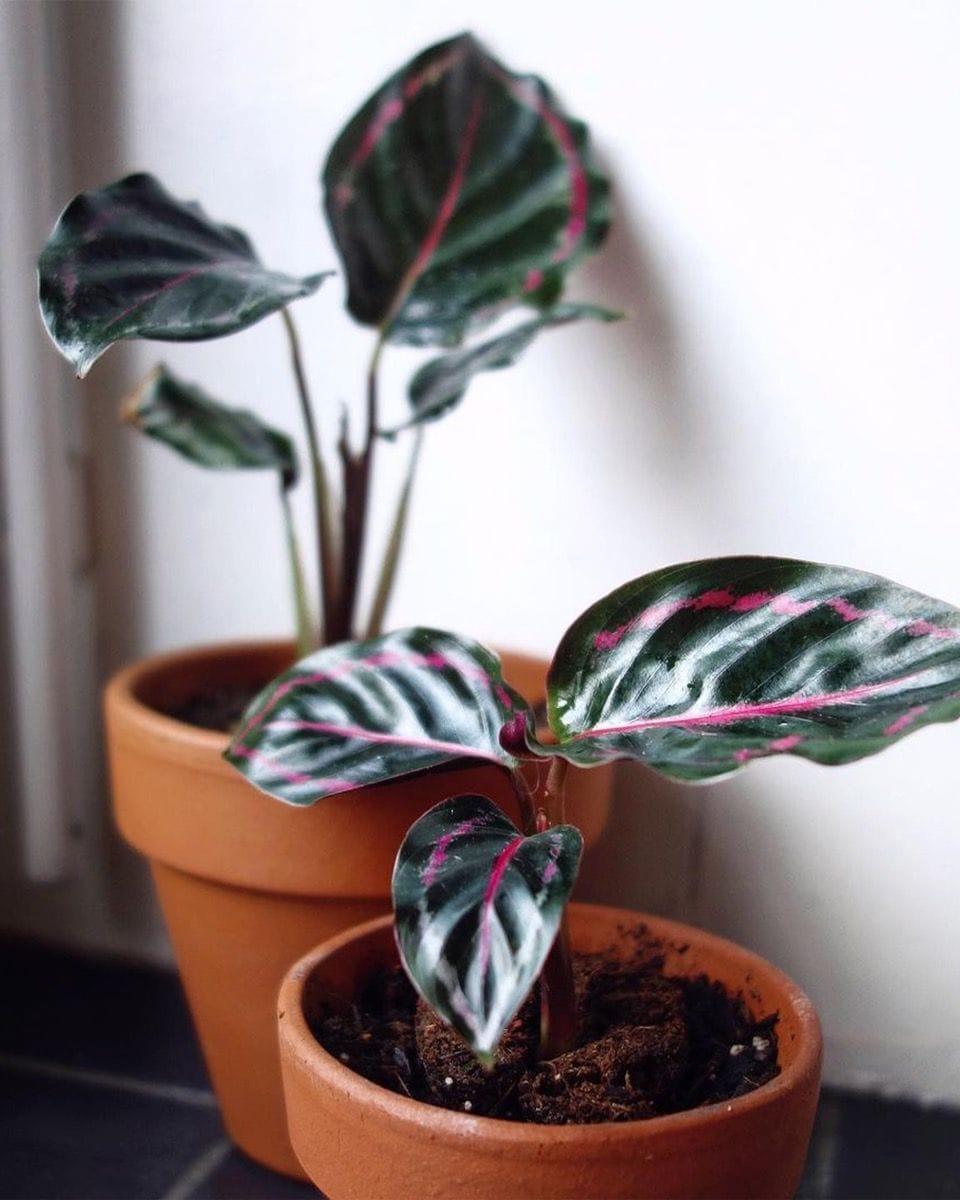 Baby Calathea Pfeilwurze Medallion