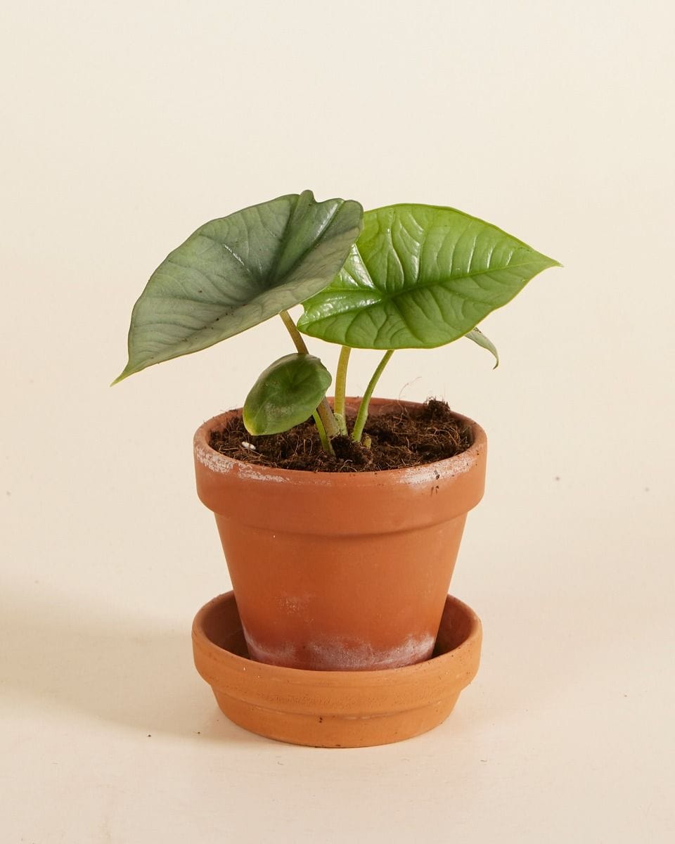 Dziecko Alocasia Elephant ears Platinum