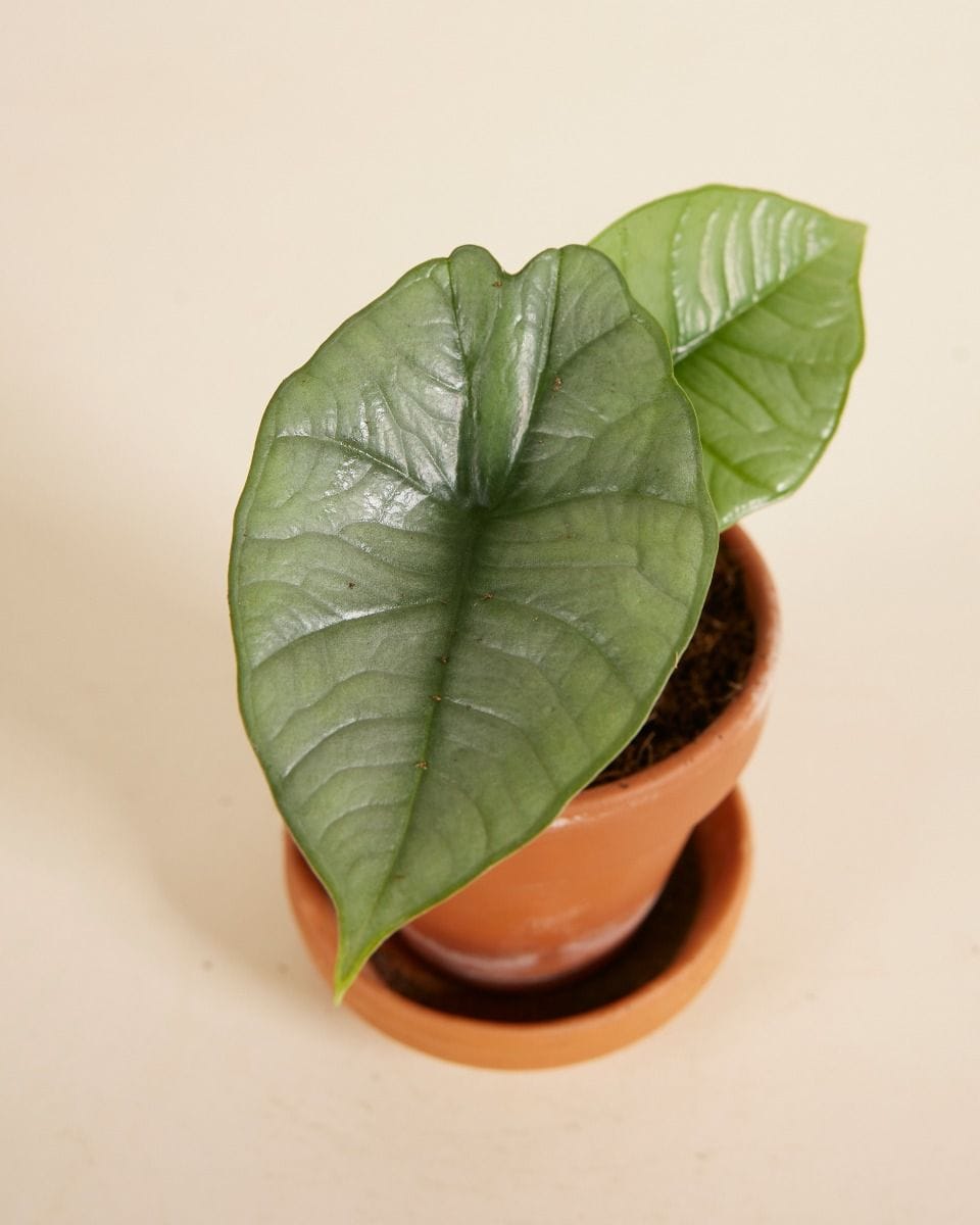 Dziecko Alocasia Elephant ears Platinum