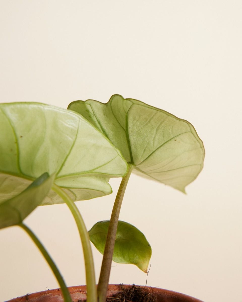 Dziecko Alocasia Elephant ears Platinum