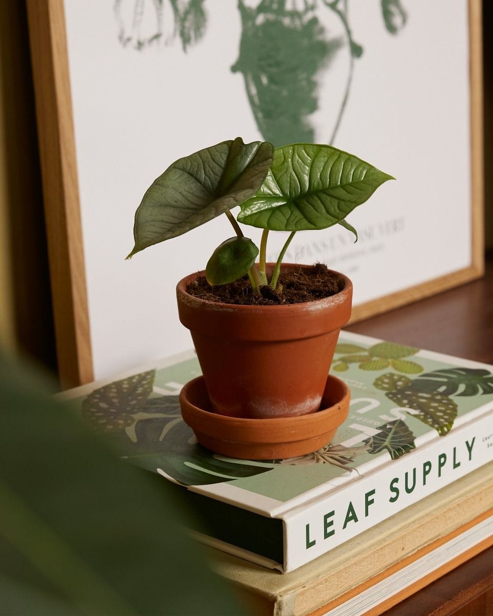 Dziecko Alocasia Elephant ears Platinum