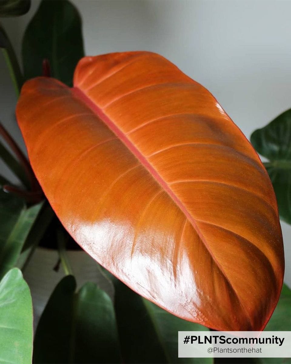 Philodendron Prince of Orange