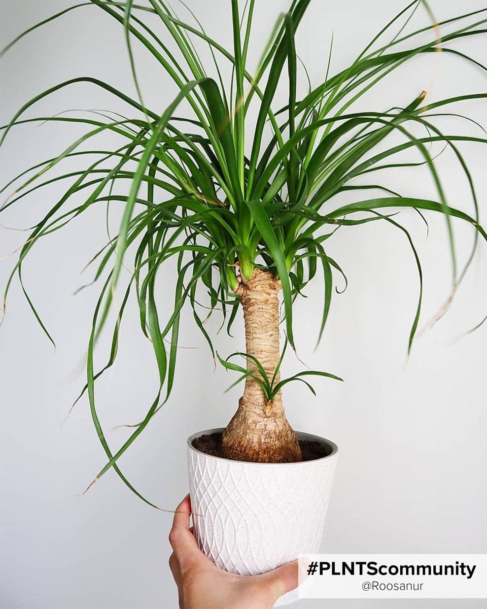 Baby Beaucarnea Pianta mangiafumo Recurvata