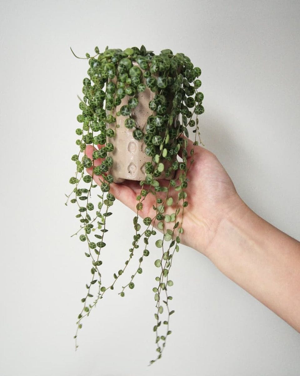 Bebé Peperomia String of Turtles Prostrata