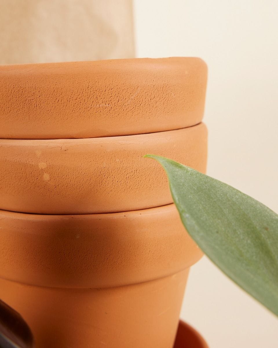 Planthobby Starterkit 3 Plants Productset