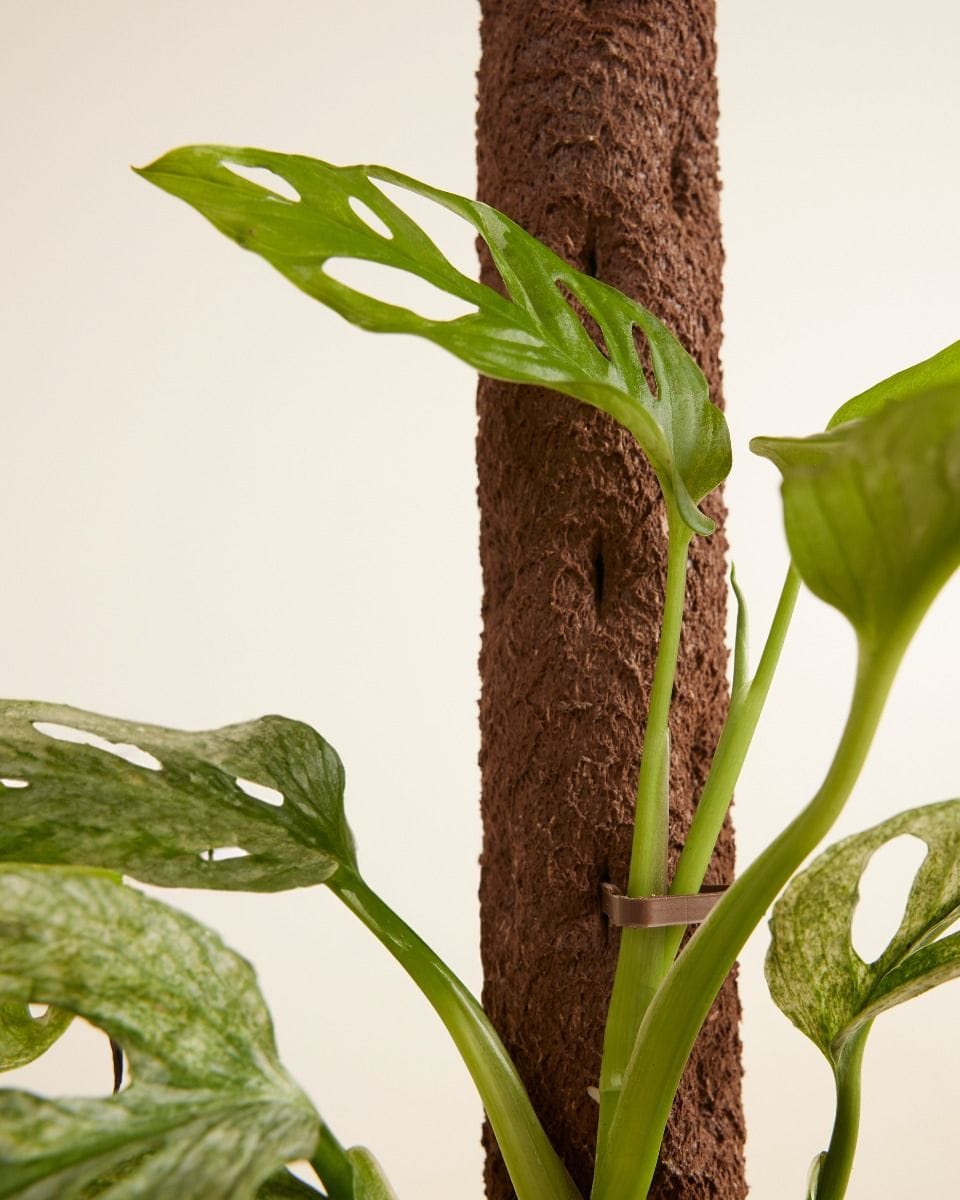 Kratiste Biodegradable Climbing Pole 50 cm incl. 15 clips