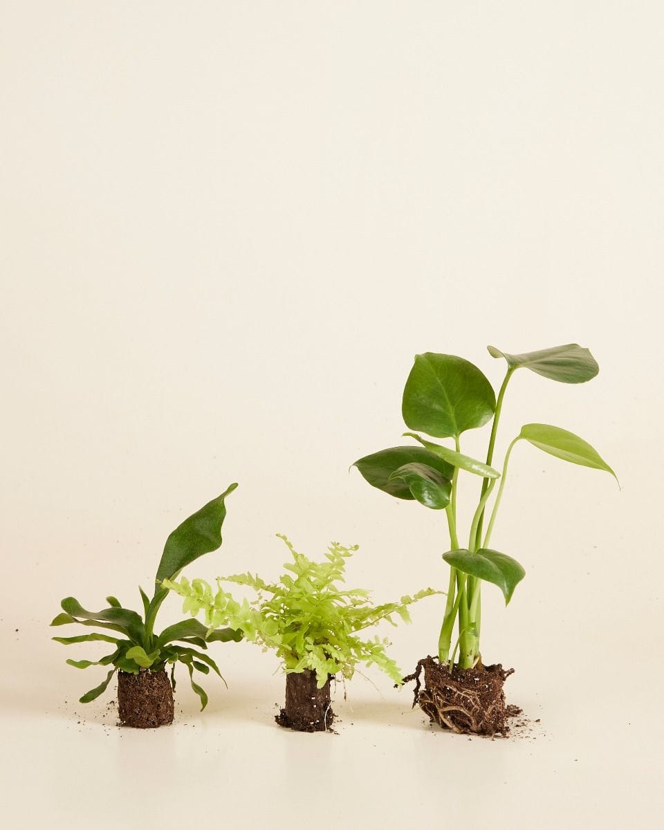 Air Purifying Set