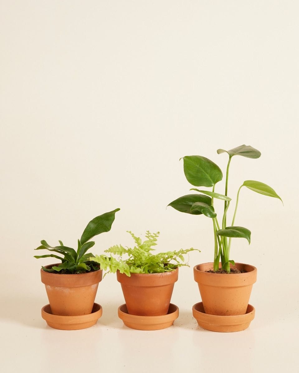 Air Purifying Set