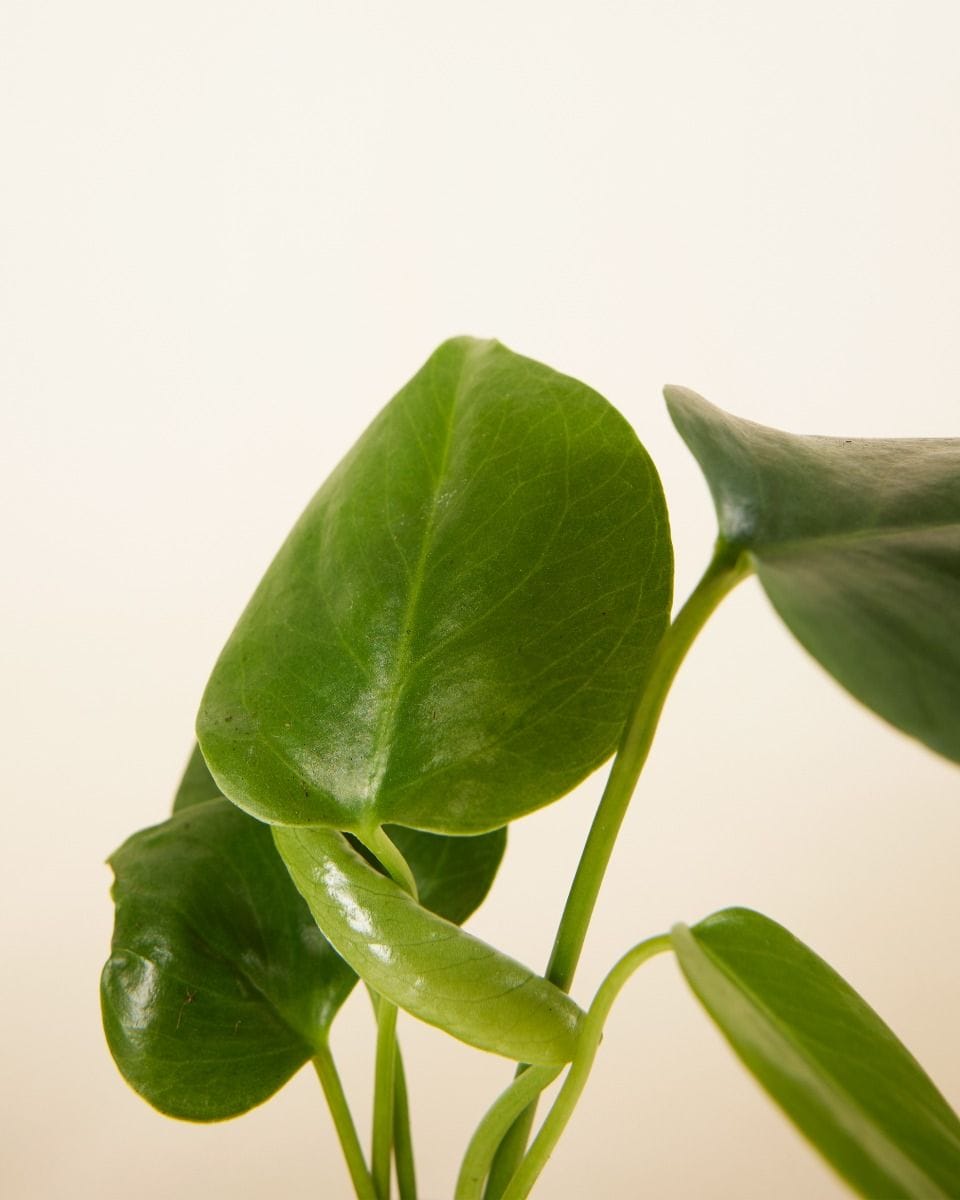 Air Purifying Set