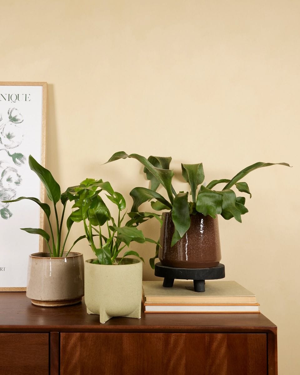 Air Purifying Set M