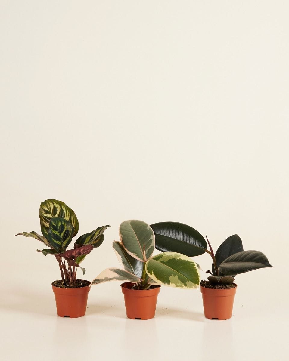 Easy Care Set S