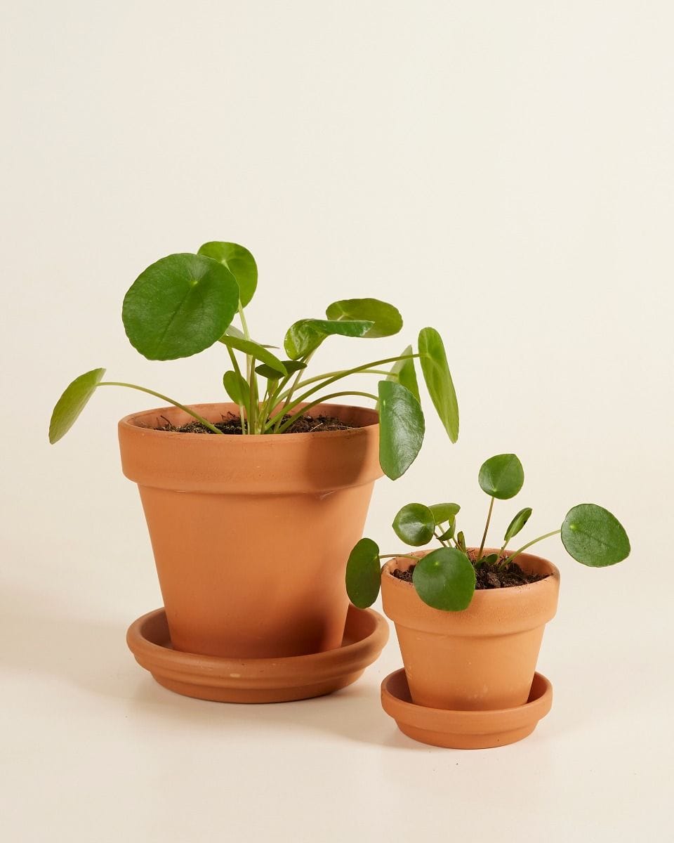 Pilea Family Set