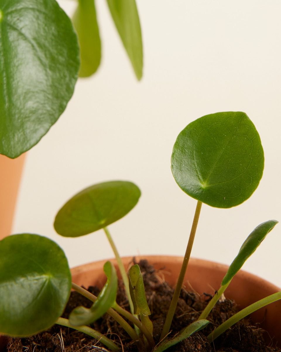Pilea Family Set
