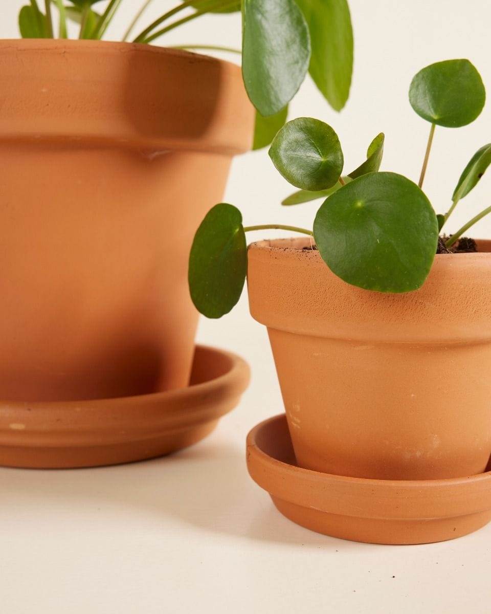 Pilea Family Set