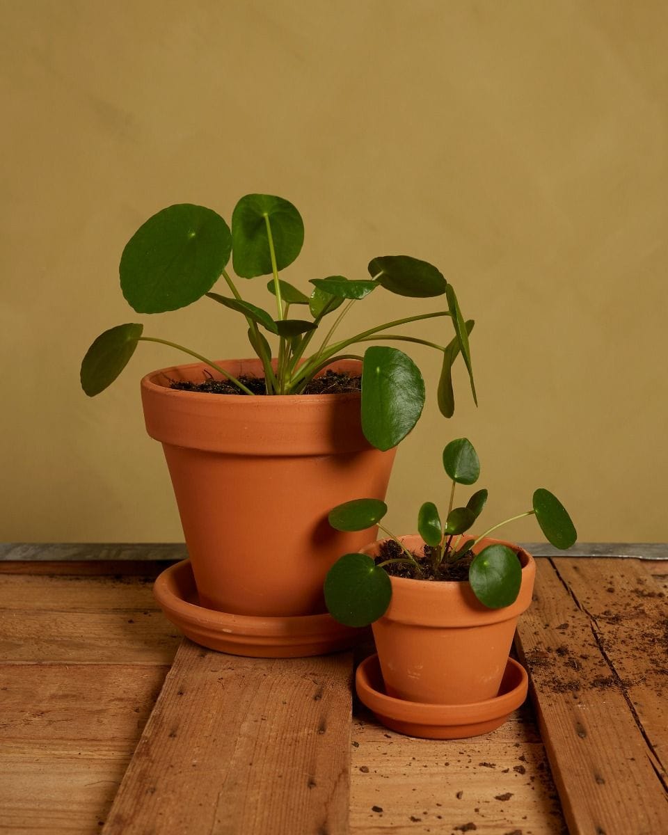 Pilea Family Set