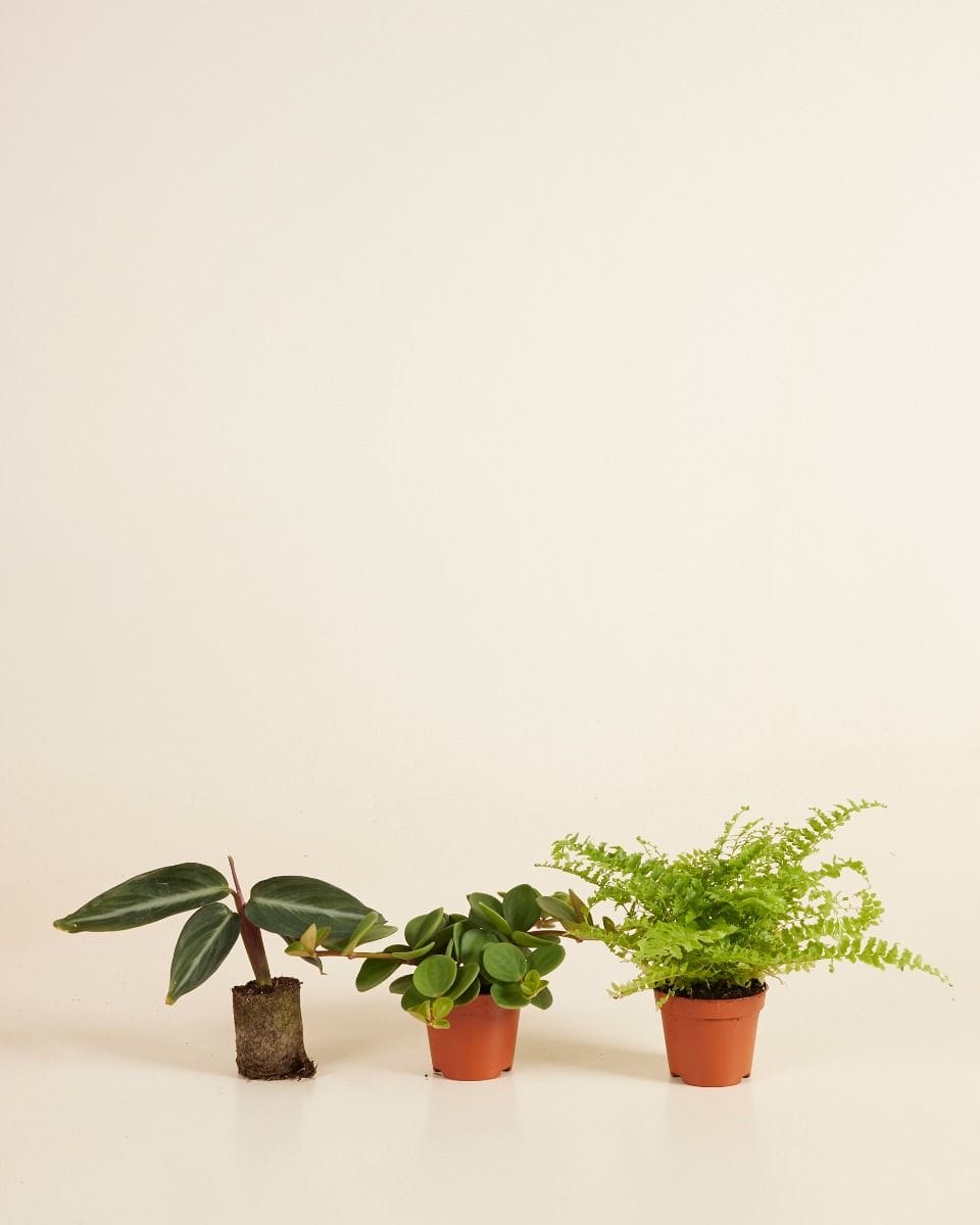 Pet Friendly set S