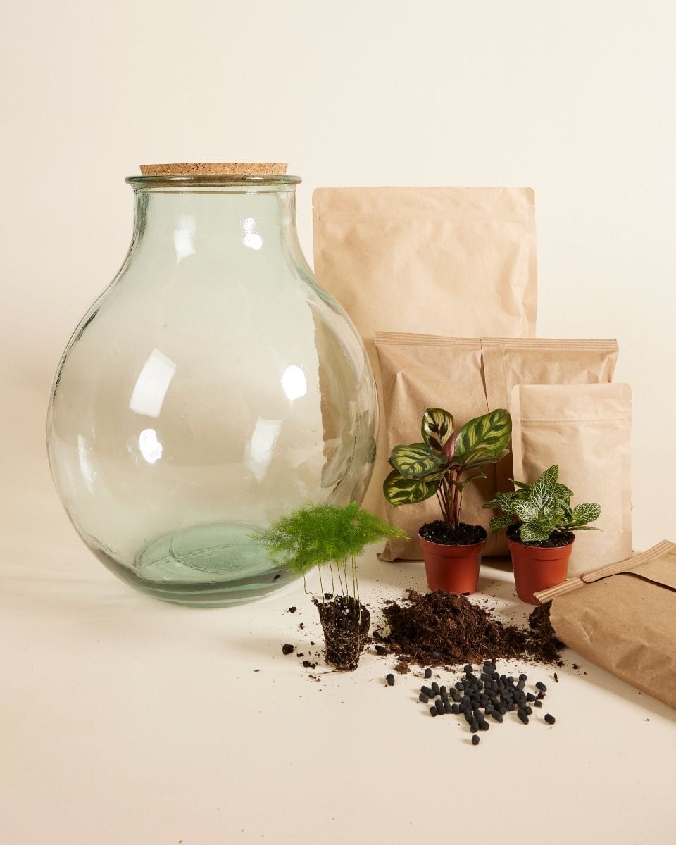 Olly Terrarium Large Starter Kit