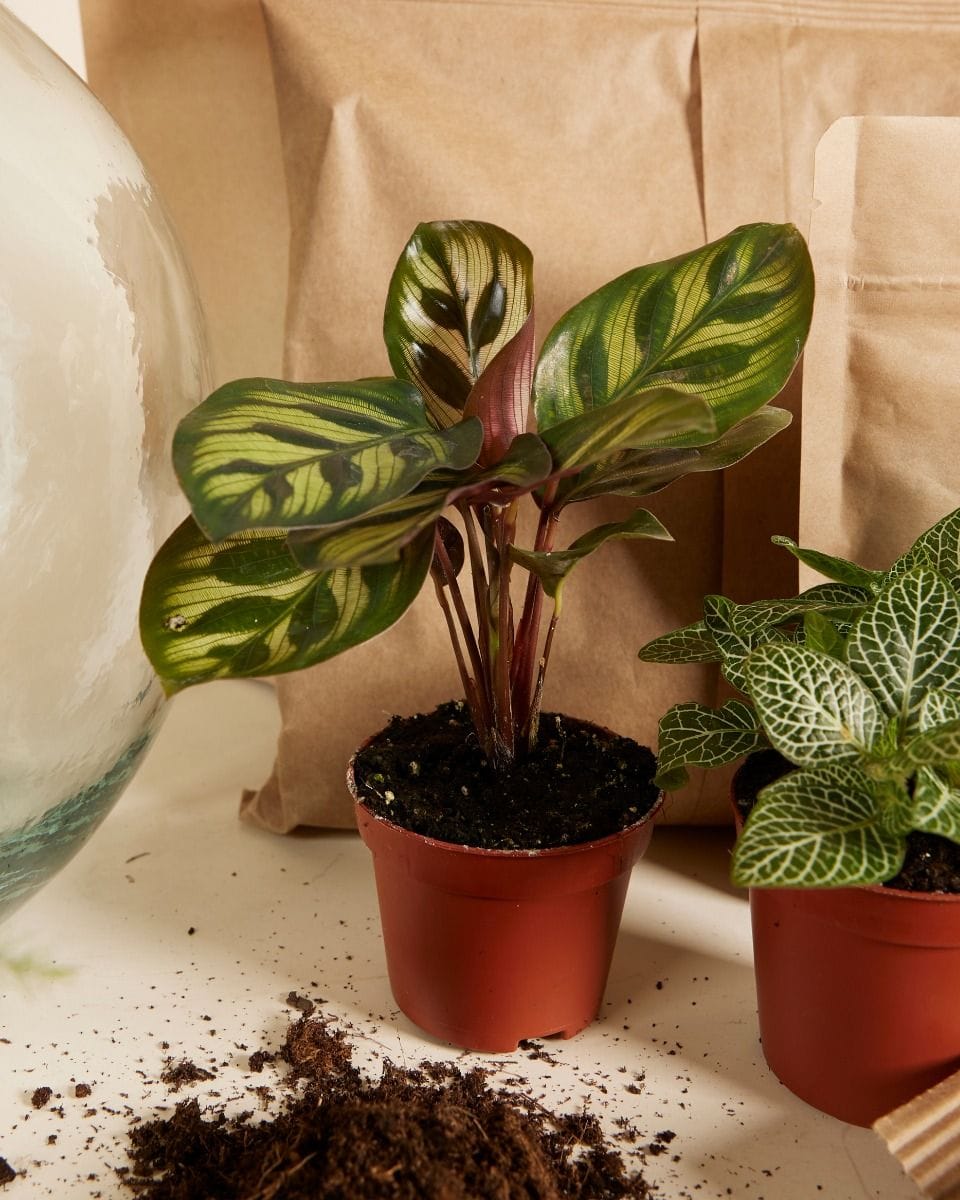Olly Terrarium Large Starter Kit