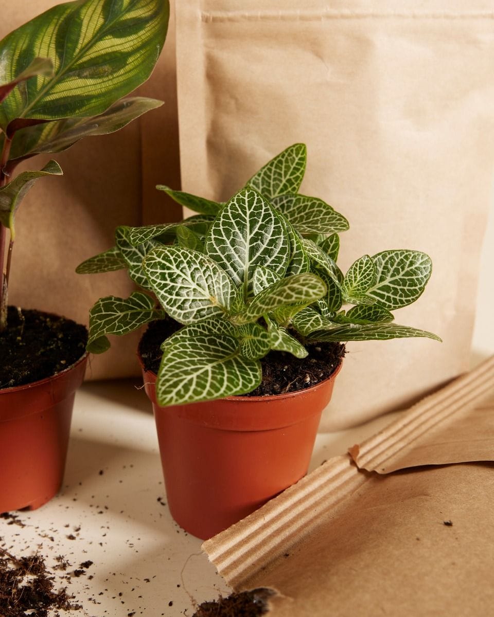 Olly Terrarium Large Starter Kit