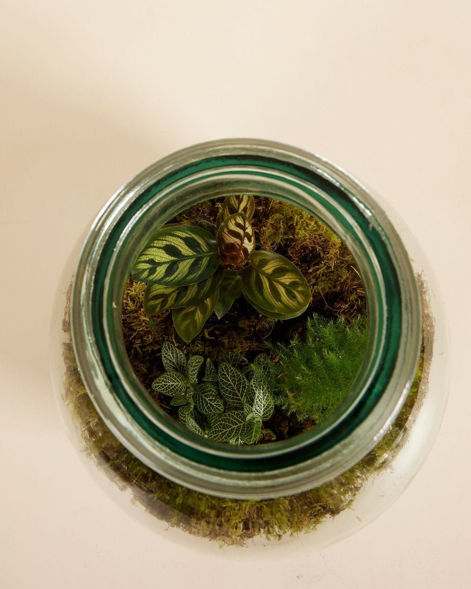 Olly Terrarium Large Starter Kit