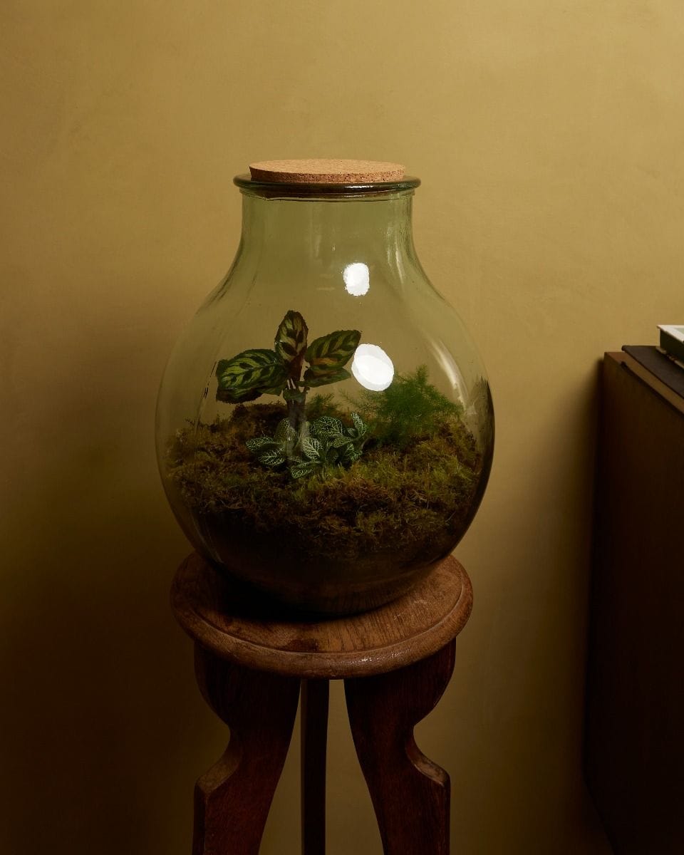 Olly Terrarium Large Starter Kit