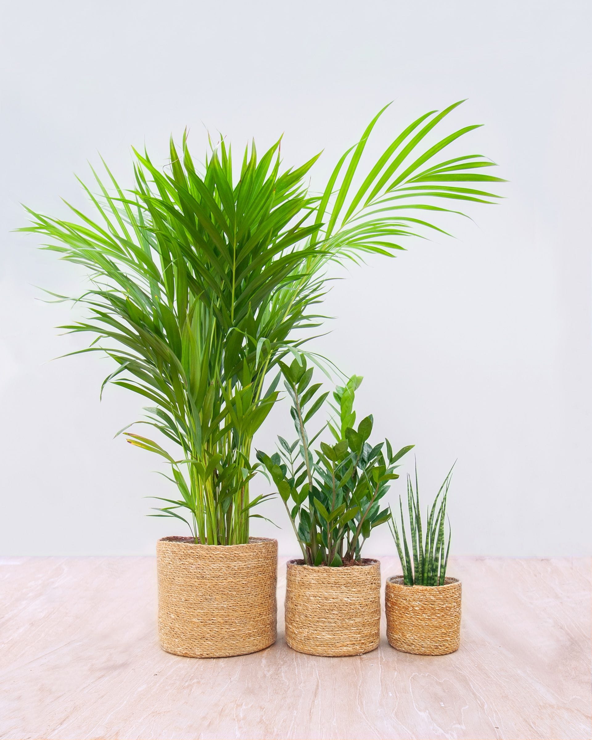 Easy Care Set Areca Lutescens XL