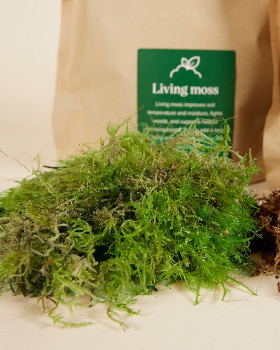 Kokedama Kit Productset