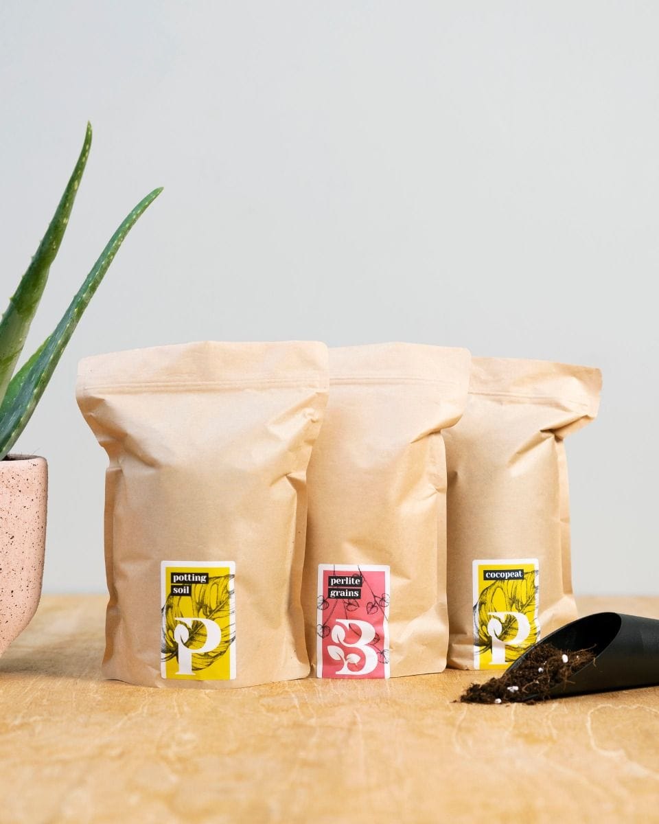 Kit de rempotage pour succulentes