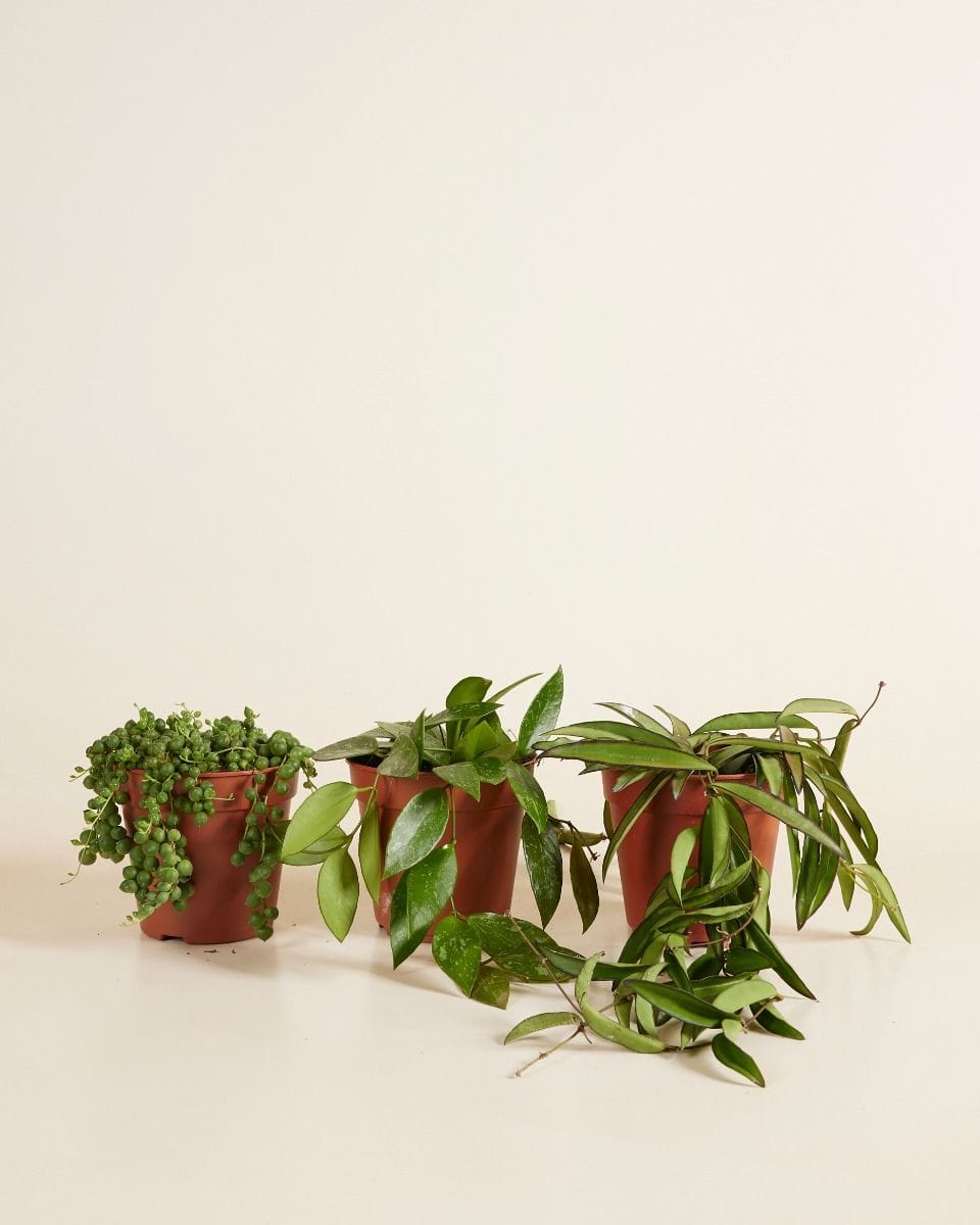 Hanging plants set Productset