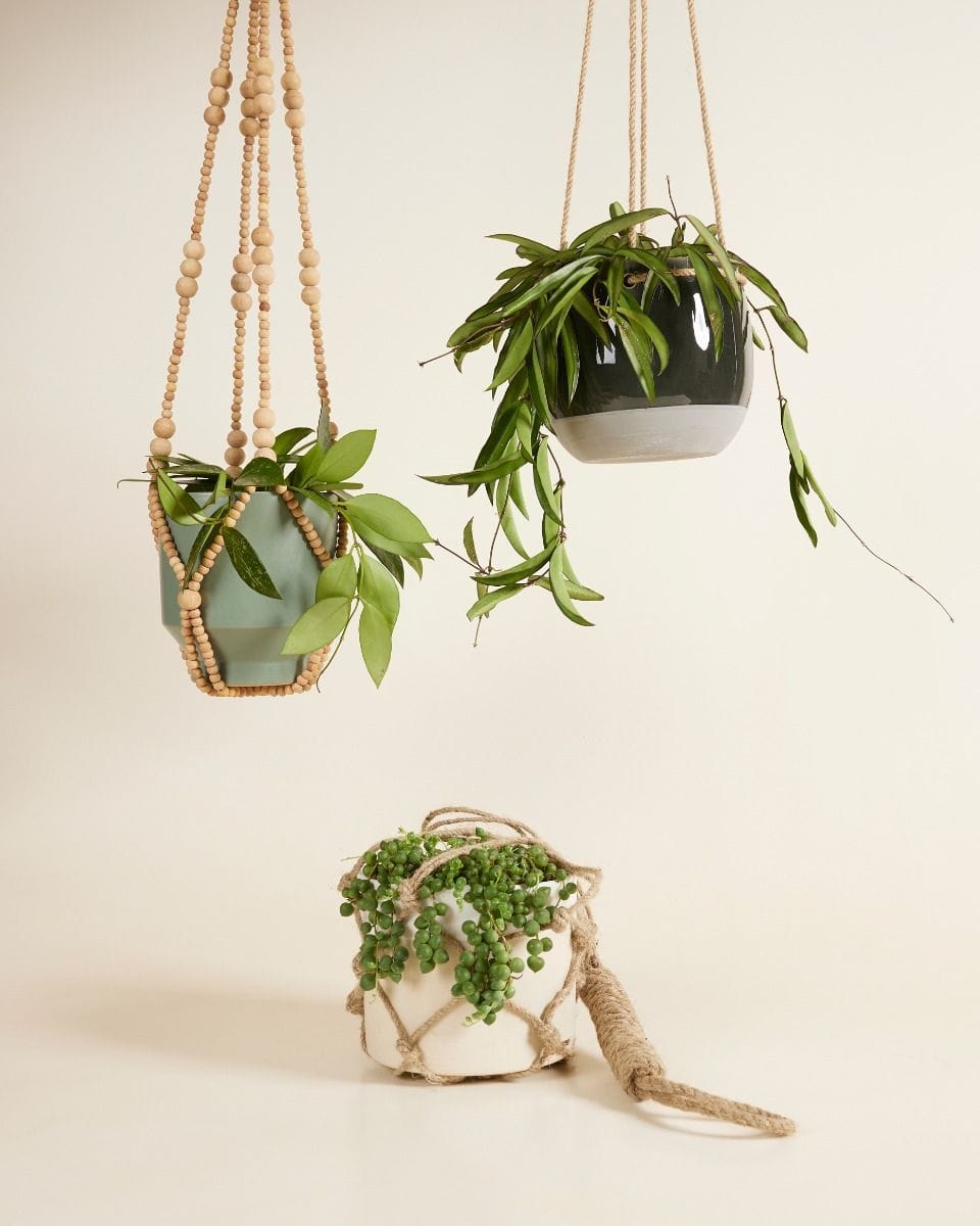 Hanging plants set Productset