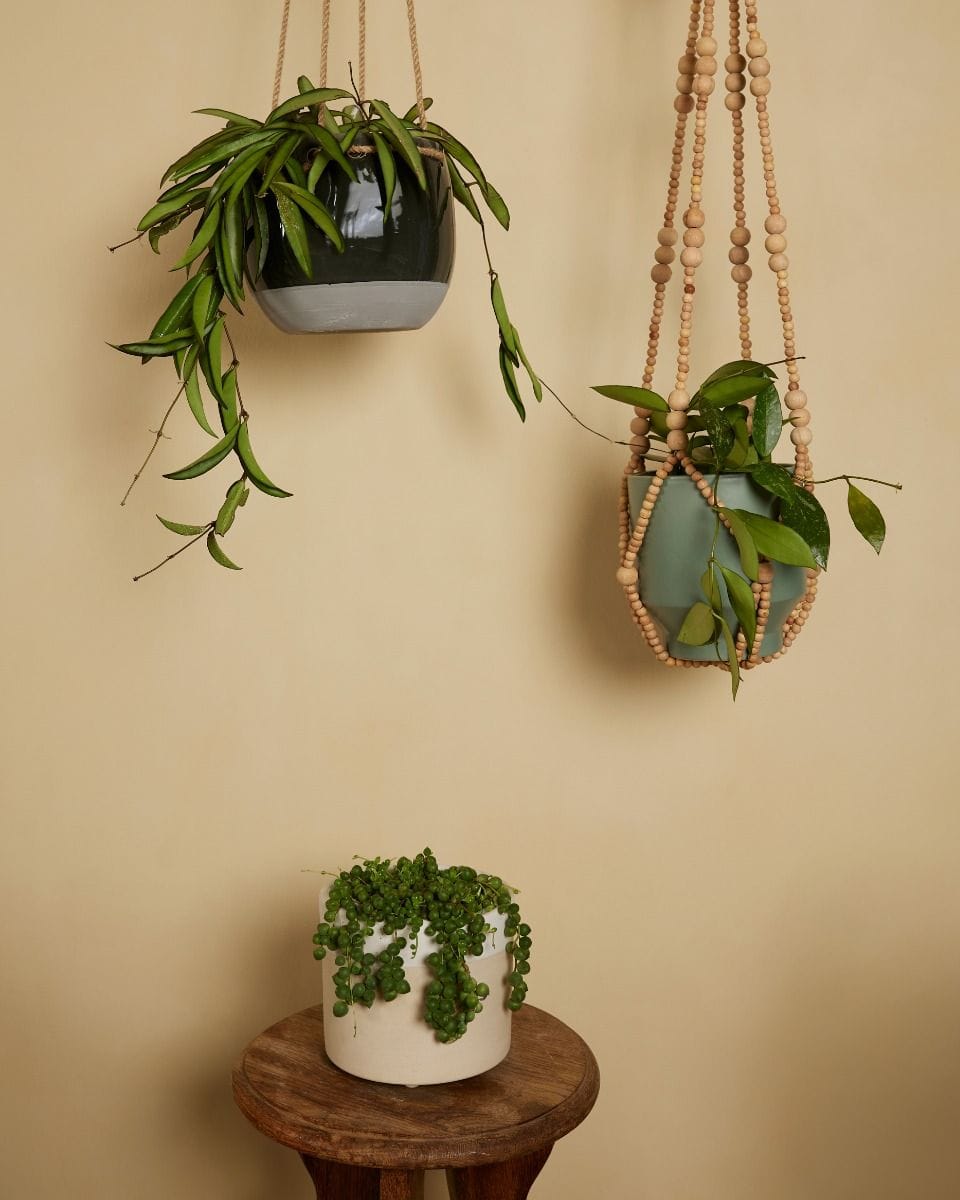 Hanging plants set Productset