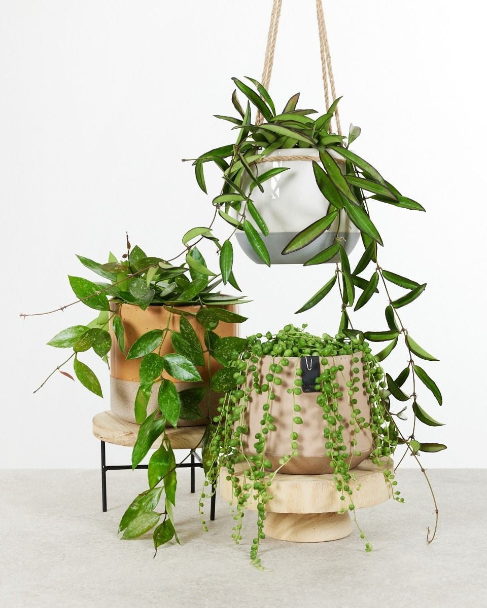 Hanging plants set